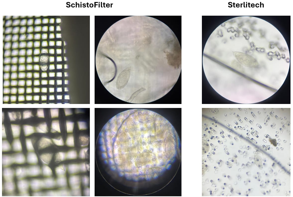 Four micrographs of schistosome eggs on a square stainless-steel mesh labeled SchistoFilter, beside two micrographs of eggs on a porous membrane labeled Sterlitech