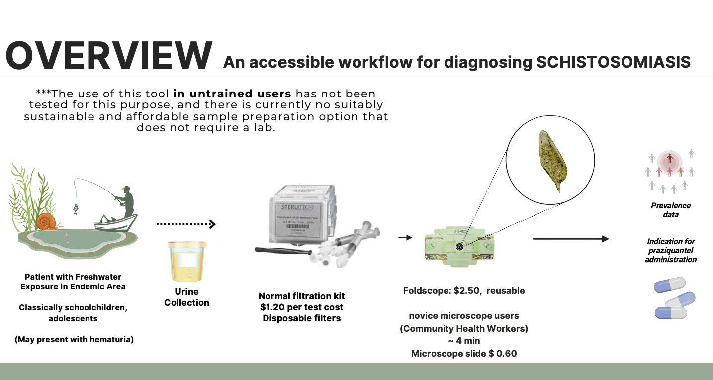 Workflow diagram: freshwater exposure, urine collection, filtration, Foldscope reading, prevalence data