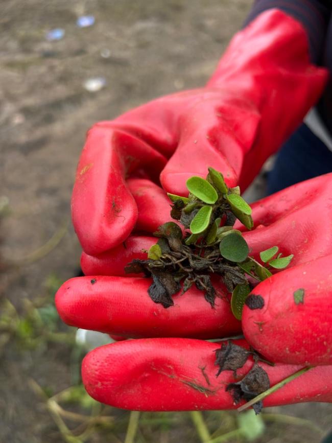 An unidentified aquatic plant