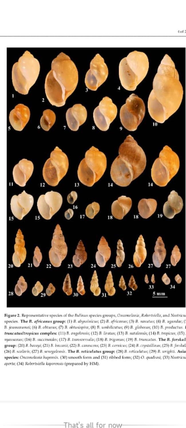 A teaching diagram of the snail host
