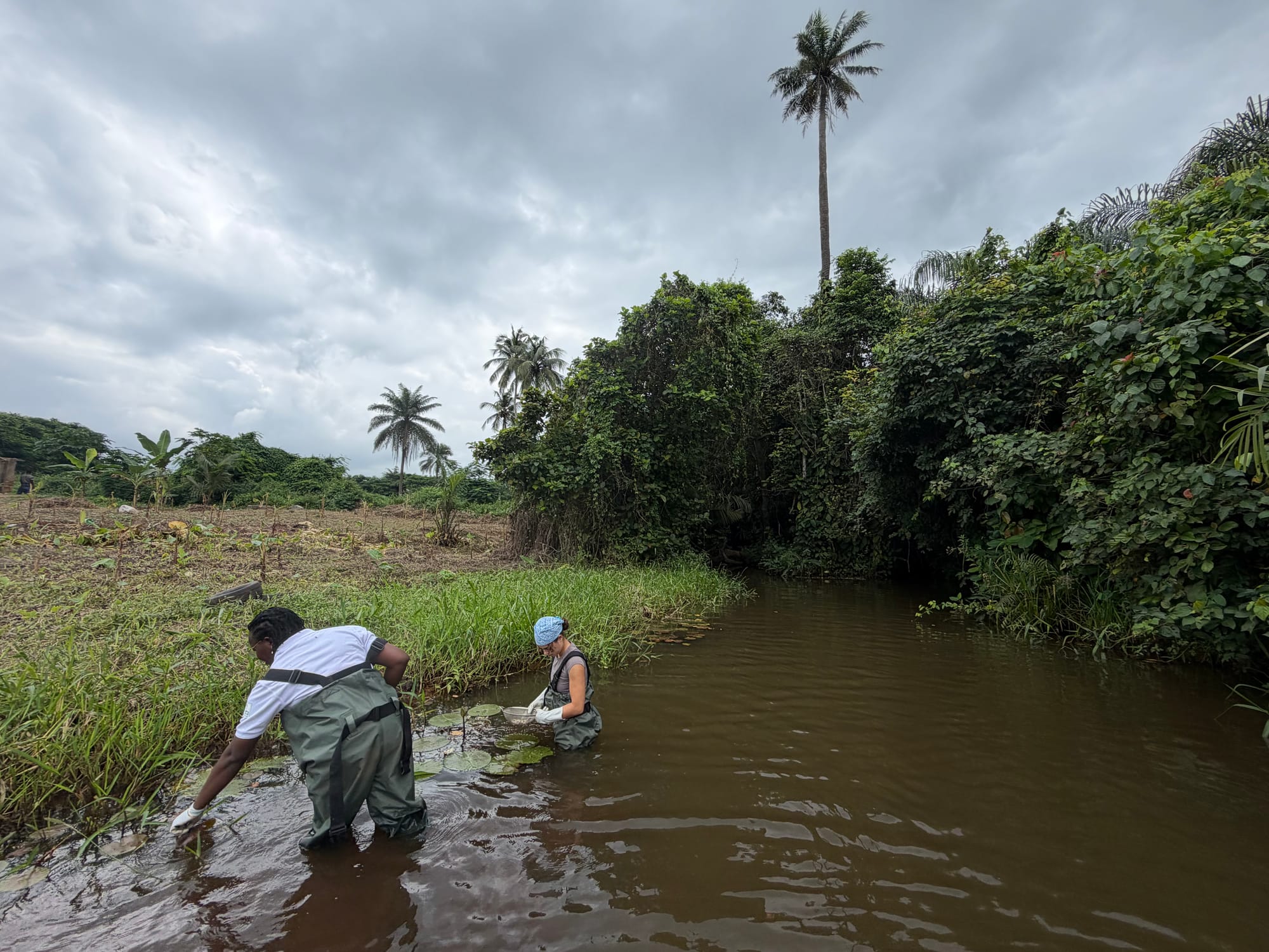 Two researchers bend low in a brown, slow-moving river lined with trees and palms, searching the water’s edge