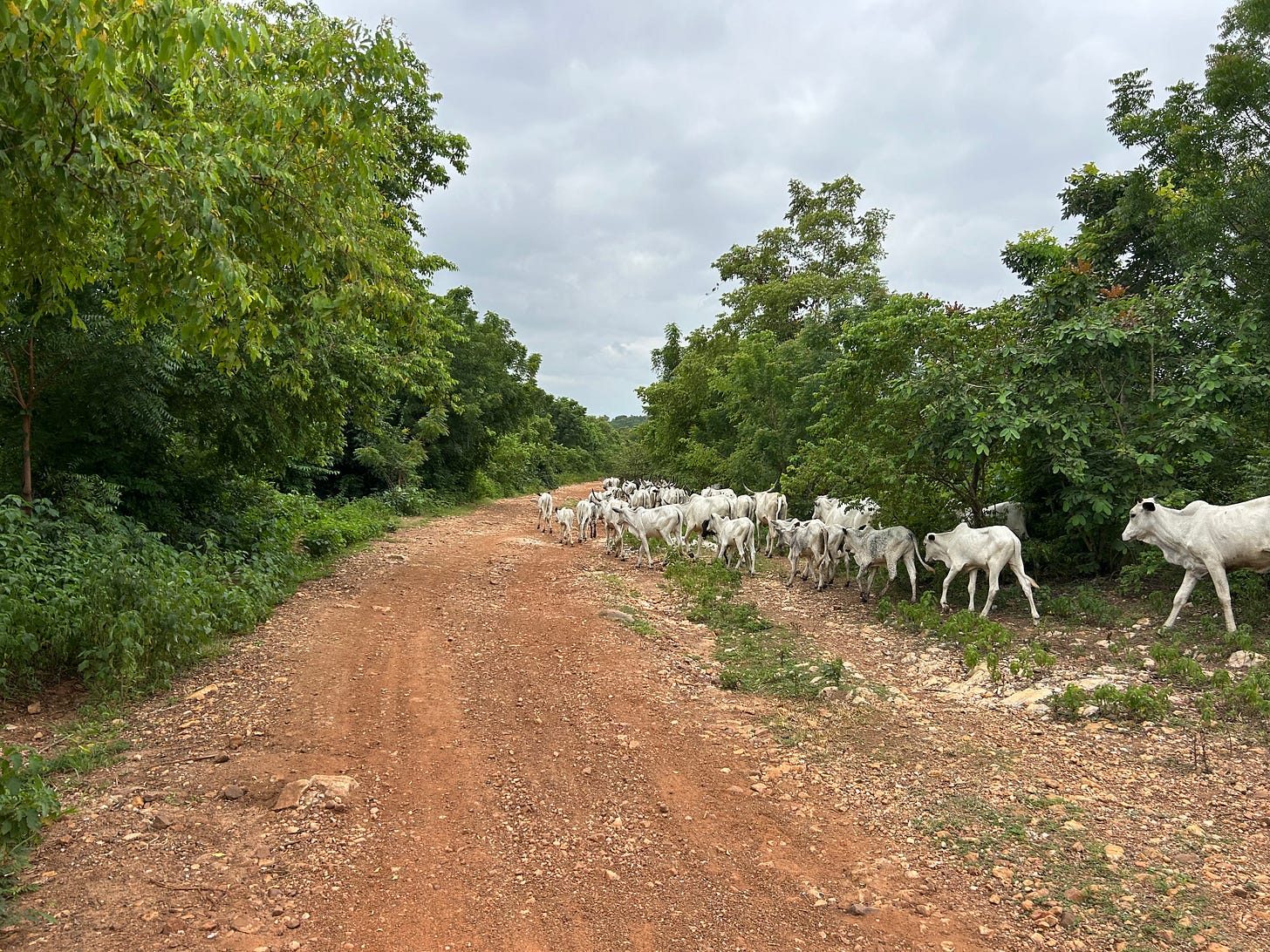 White cattle crossing a rutted red-dirt road between walls of green forest