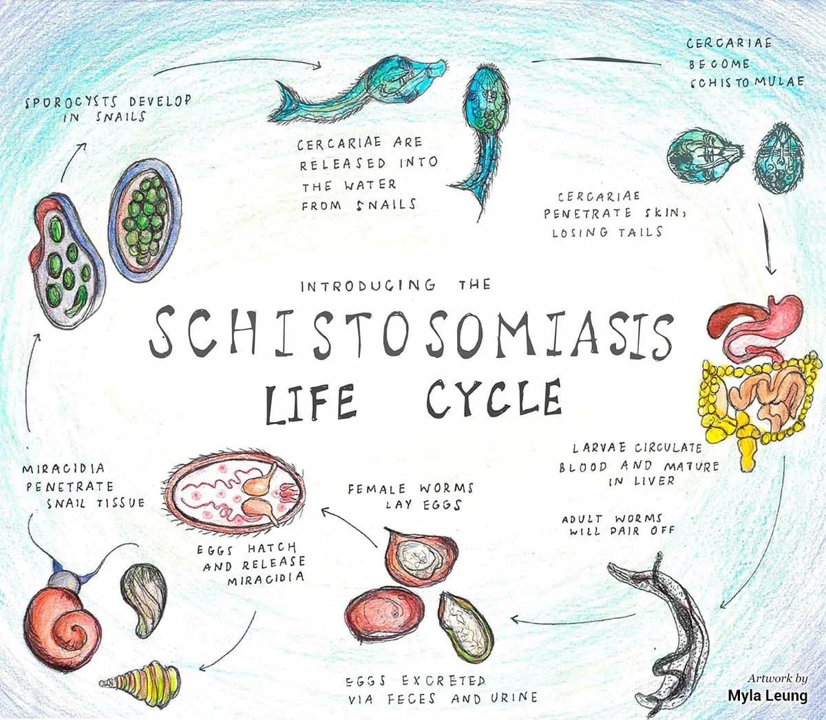 Hand-drawn diagram of the schistosomiasis life cycle: eggs excreted in urine hatch, infect snails, develop into cercariae released into water, penetrate skin, and mature into worms that lay eggs